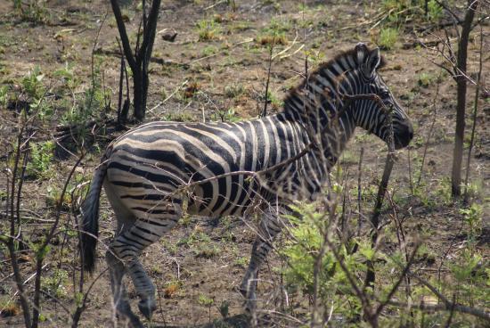 Mthethomusha Game Reserve